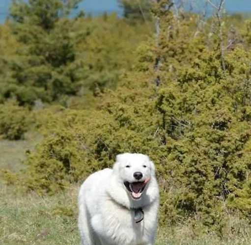 Hotel Luscher & Matiesen Muhu Winehouse Liiva (Saaremaa)